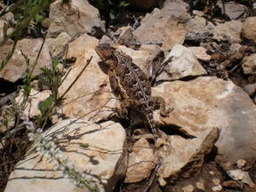 A Local Lizzard