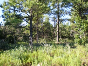 View from Lance's back yard